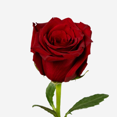 Роза красная Эквадор 60 см N 902