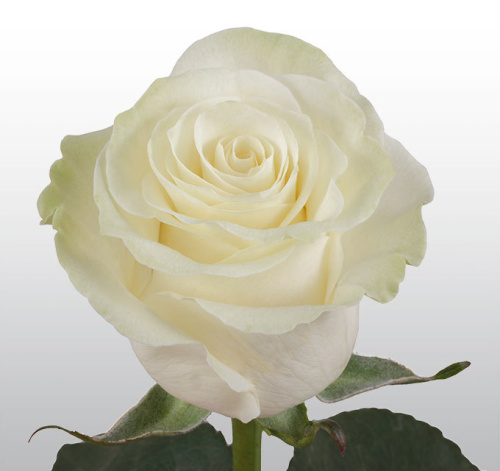 Роза белая с крупным бутоном Эквадор 60 см ПОШТУЧНО арт. 13