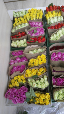 Розы Кения 100 шт. в технической упаковке. (35 см. по 10 шт. в упаковке)