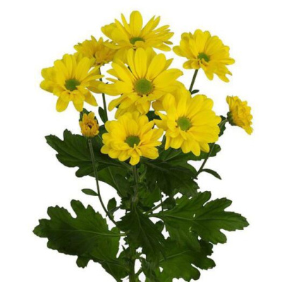 Хризантема кустовая МИКС ПОШТУЧНО N 19